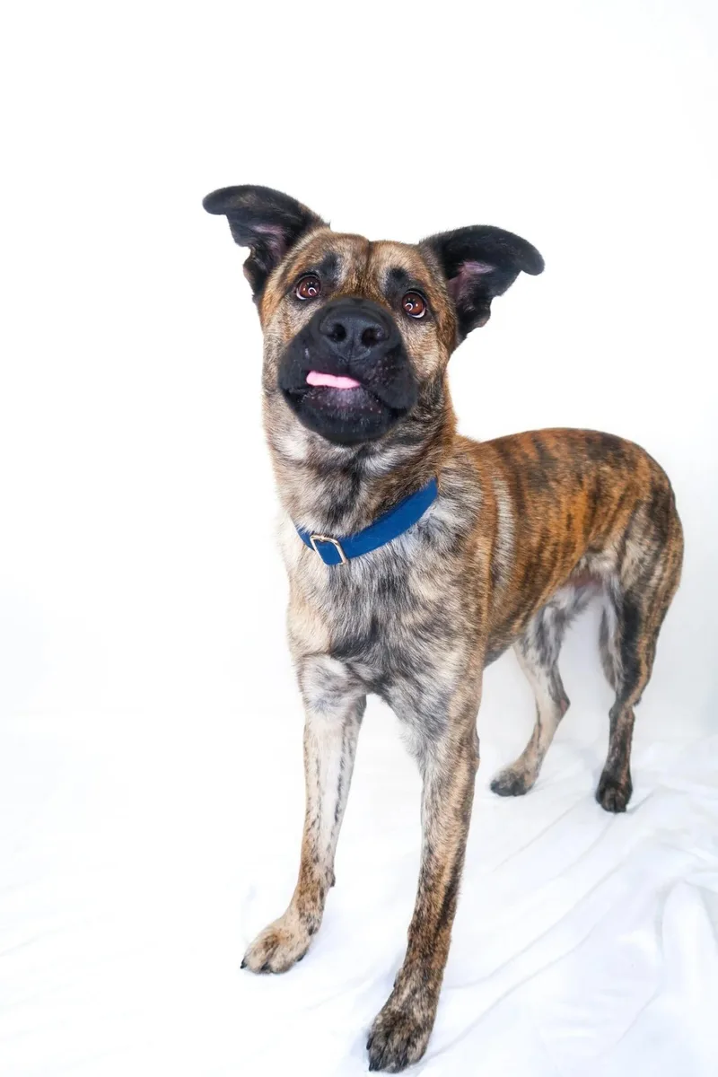A young medium-sized male Brindle Shepherd dog named Channing Tatum for adoption in Bixby, OK