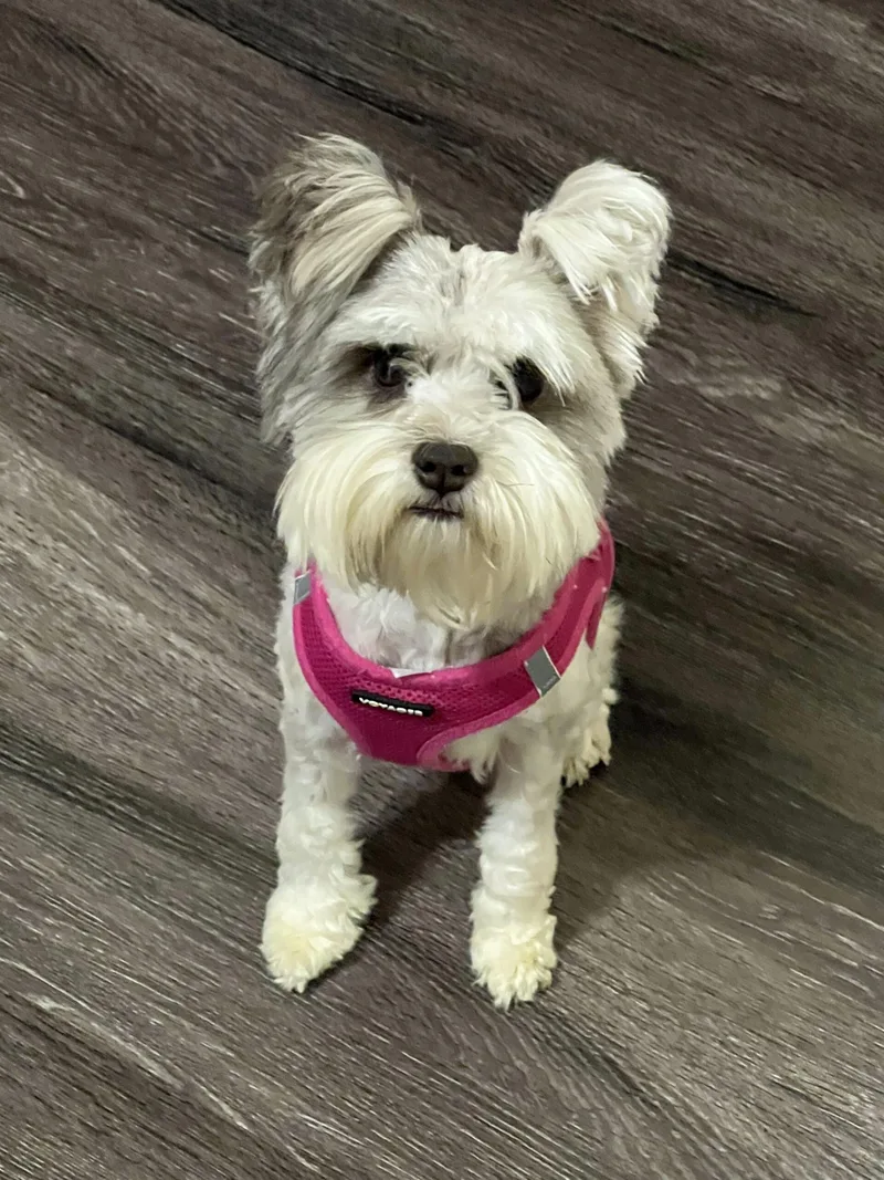 A young small-sized female Apricot / Beige Miniature Schnauzer dog named Kiva for adoption in Broken Arrow, OK