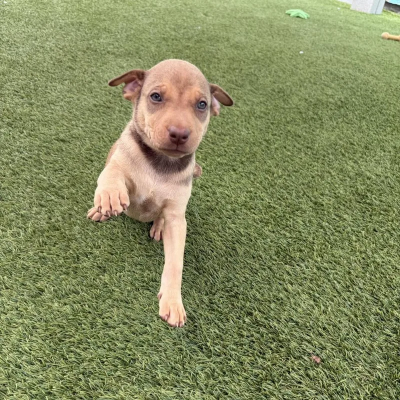 A baby small-sized female White / Cream Mixed Breed dog named Ariel for adoption in LOXAHATCHEE, FL