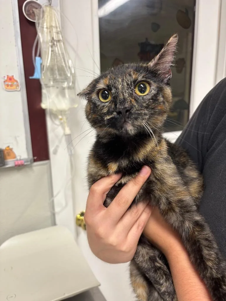 A baby medium-sized female Domestic Short Hair cat named Vixen for adoption in Fall River, MA