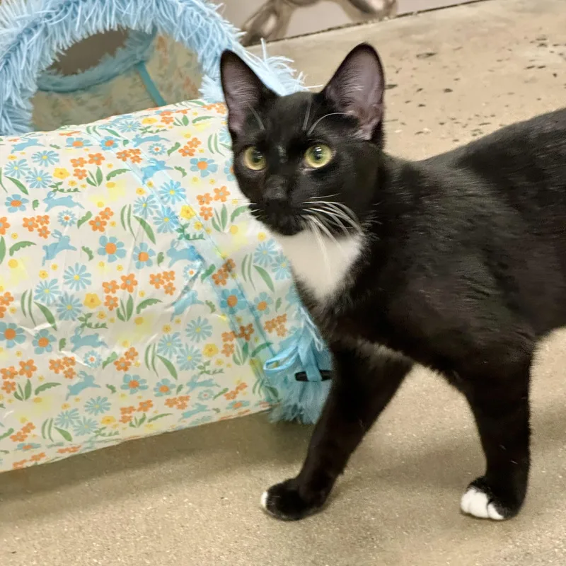 A baby medium-sized male Black & White / Tuxedo Domestic Short Hair cat named Mintze for adoption in Richmond, VA