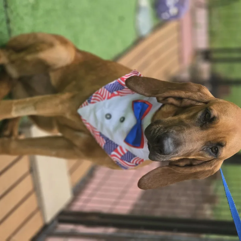 A baby extra large-sized female Red / Chestnut / Orange Bloodhound dog named Luann for adoption in Blairstown, NJ