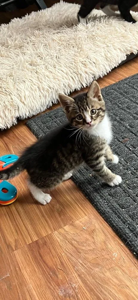A baby small-sized male Domestic Short Hair cat named Teddy for adoption in Hudson, NH