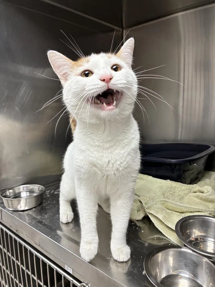 A baby small-sized male Domestic Short Hair cat named Freddie for adoption in Marietta, GA