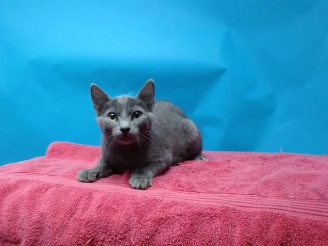 A baby small-sized male Domestic Short Hair cat named Mamba for adoption in Gardena, CA