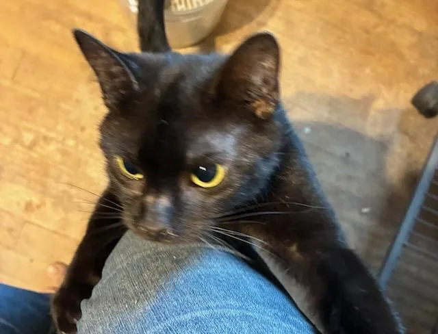 An adult medium-sized female Black Domestic Short Hair cat named Minnie for adoption in Lorain, OH