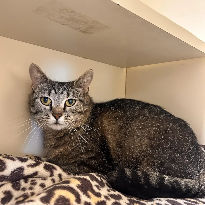 An adult medium-sized female Tabby (Brown / Chocolate) Domestic Short Hair cat named Mona Lisa for adoption in Myerstown, PA