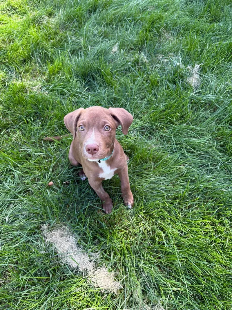 A baby medium-sized female Chocolate Labrador Retriever dog named Lucy for adoption in Byron, IL