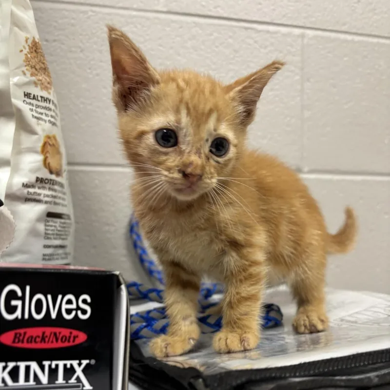 A baby small-sized female Orange / Red Domestic Short Hair cat named Fanta for adoption in Lufkin, TX