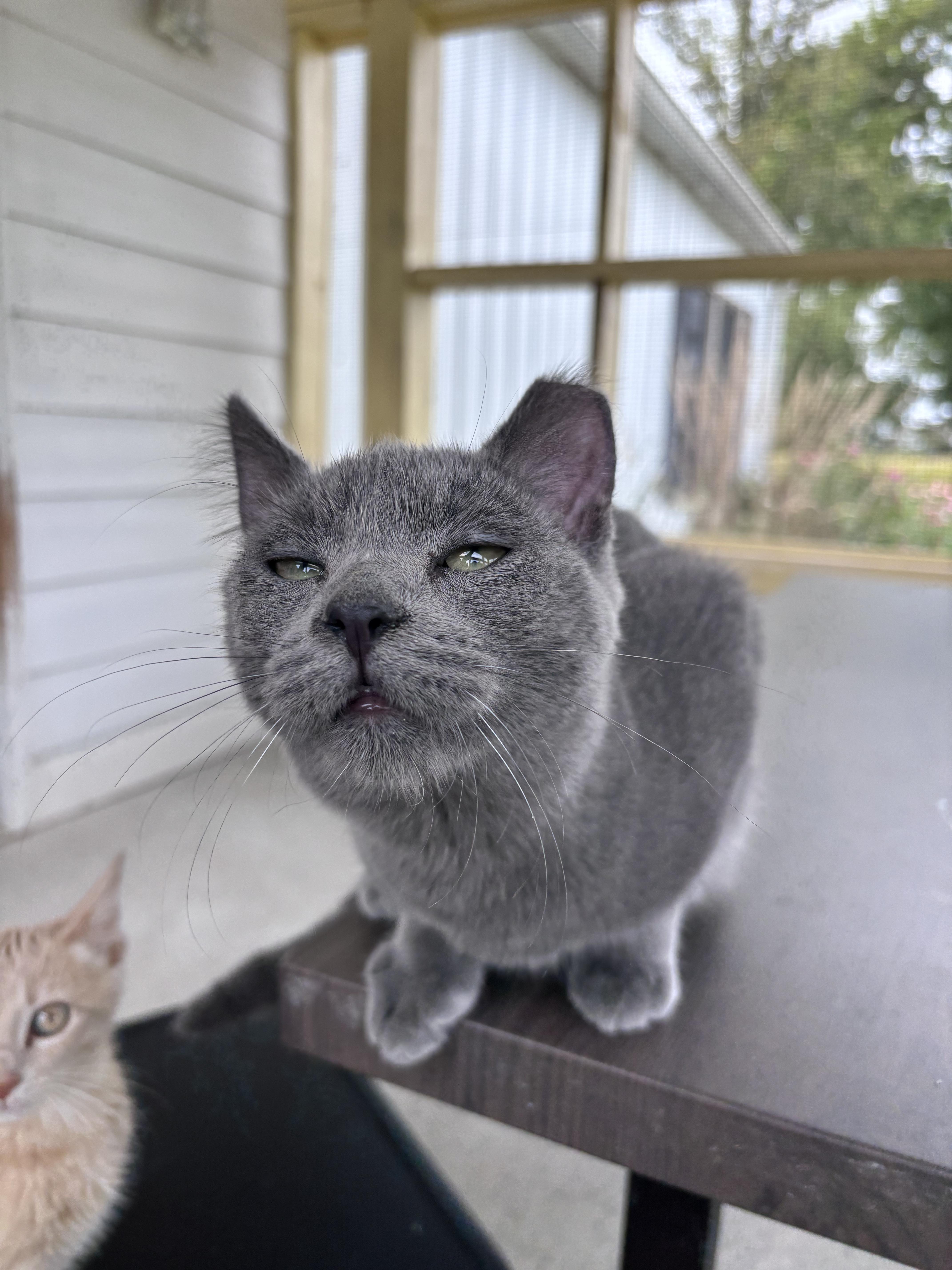 A young medium-sized male Domestic Short Hair cat named Rowen for adoption in Franklin, IN