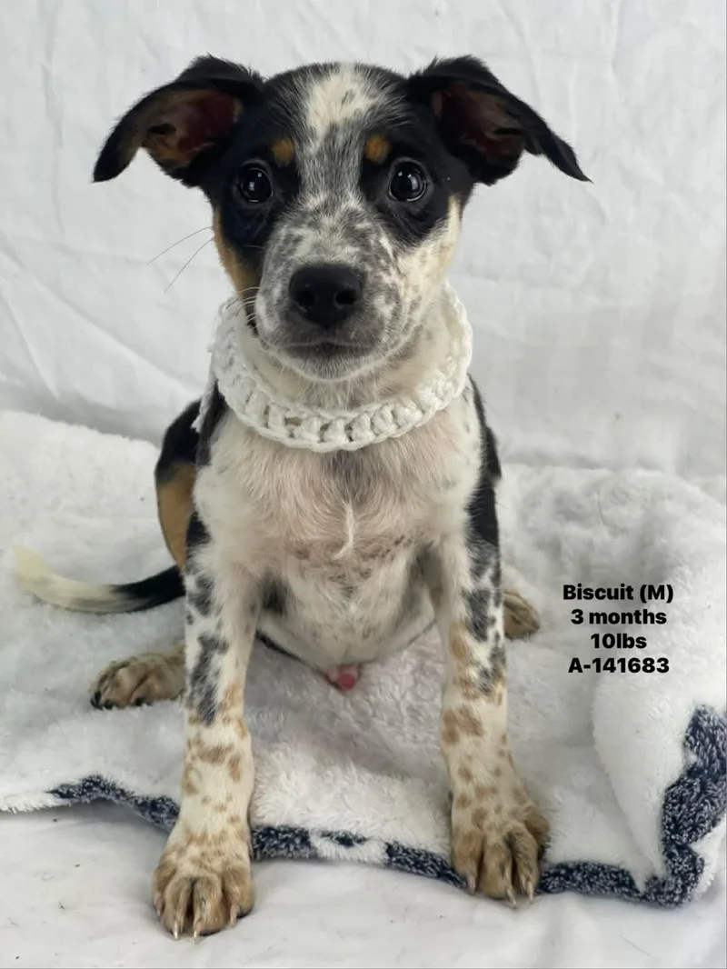 A baby medium-sized male Mixed Breed dog named Biscuit for adoption in Holbrook, NY