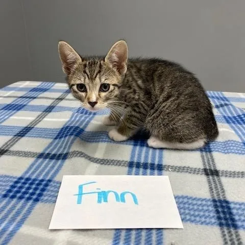 A young medium-sized male Tabby (Gray / Blue / Silver) Domestic Short Hair cat named Finn for adoption in LANETT, AL
