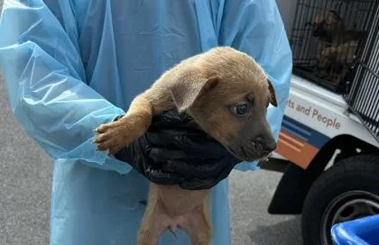 A baby small-sized female Belgian Shepherd / Malinois dog named Puppy for adoption in Atlanta, GA