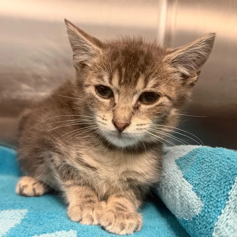 A baby small-sized female Gray / Blue / Silver Domestic Short Hair cat named Wednesday for adoption in East Hanover, NJ