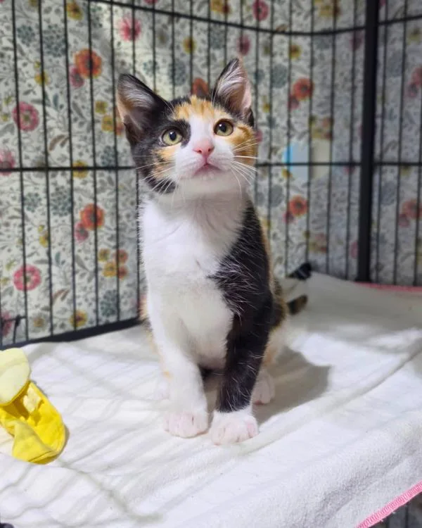 A baby small-sized female Domestic Short Hair cat named Squeak for adoption in Novato, CA