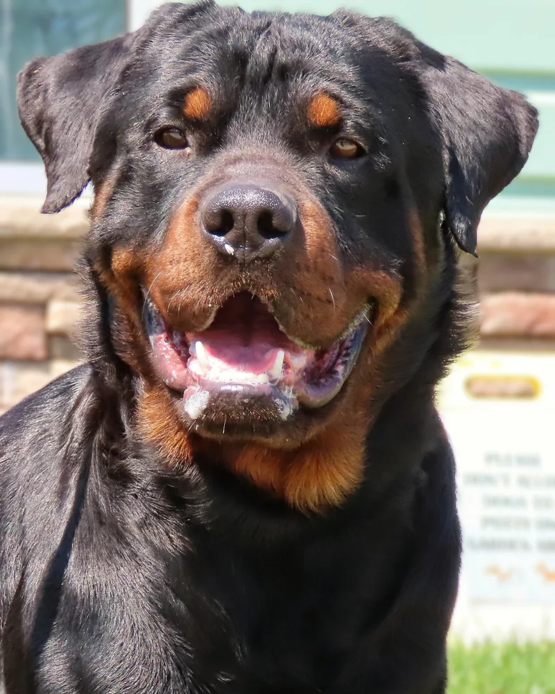 An adult large-sized male Black Rottweiler dog named Rocco for adoption in Amityville, NY