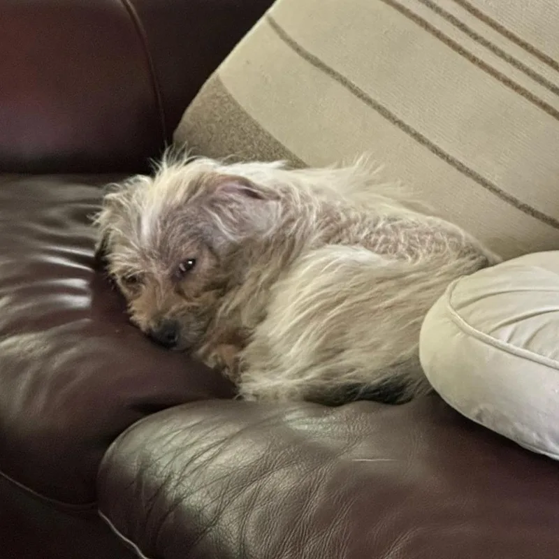 An adult small-sized female White / Cream Mixed Breed dog named Esme for adoption in Bentonville, AR
