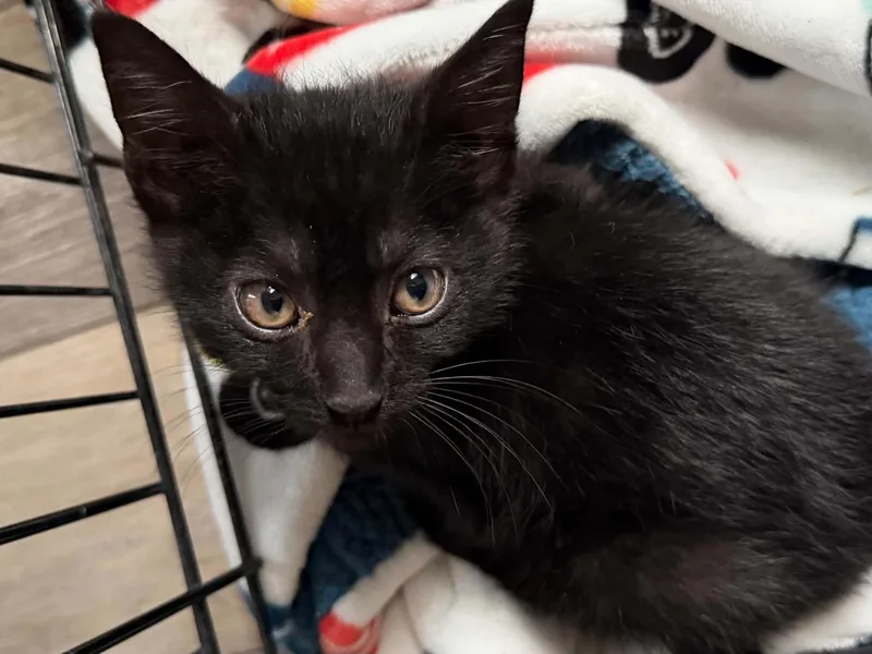 A baby medium-sized male Black Domestic Short Hair cat named Beetle for adoption in Indianapolis, IN
