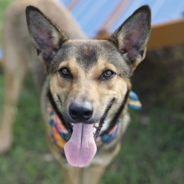A young medium-sized female German Shepherd Dog dog named Sofia Del Sol for adoption in San Antonio, TX