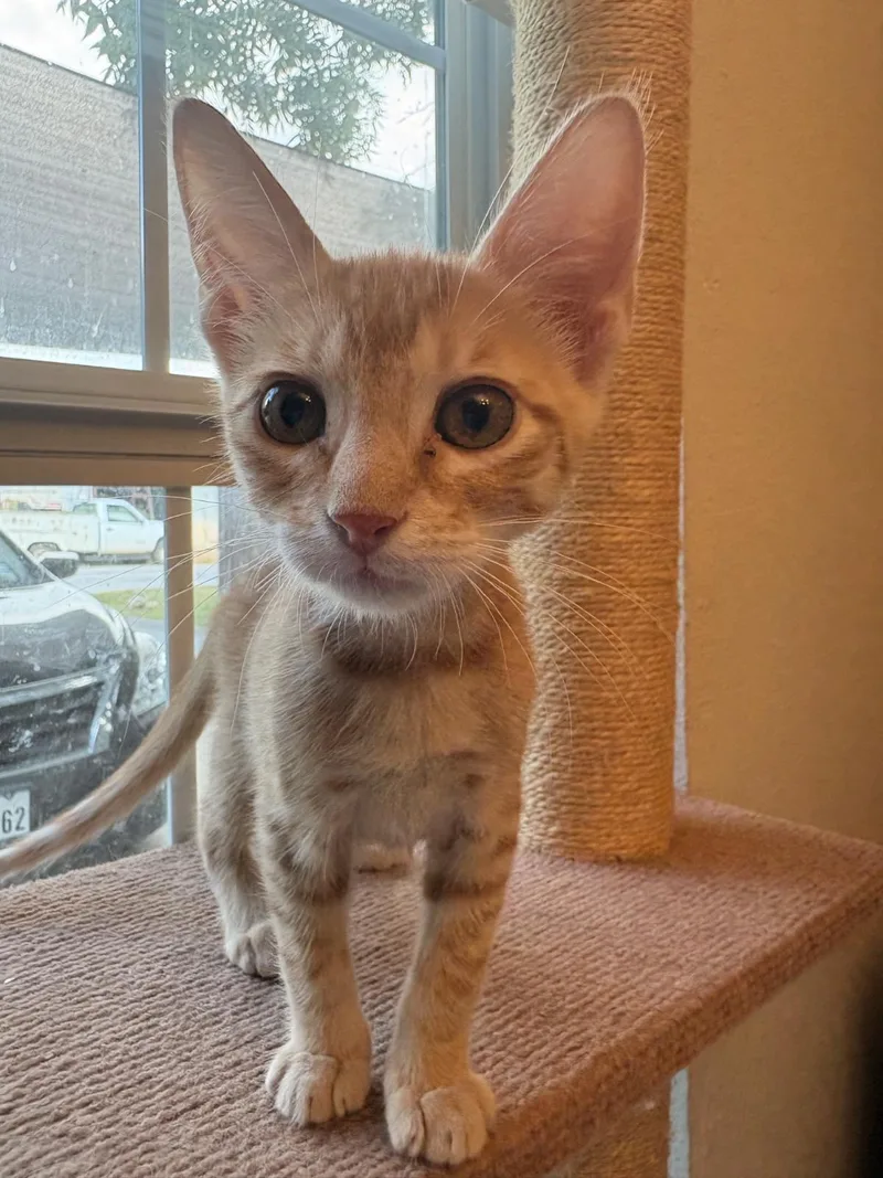 A young medium-sized male Buff & White Domestic Short Hair cat named Littlefoot for adoption in Luling, TX