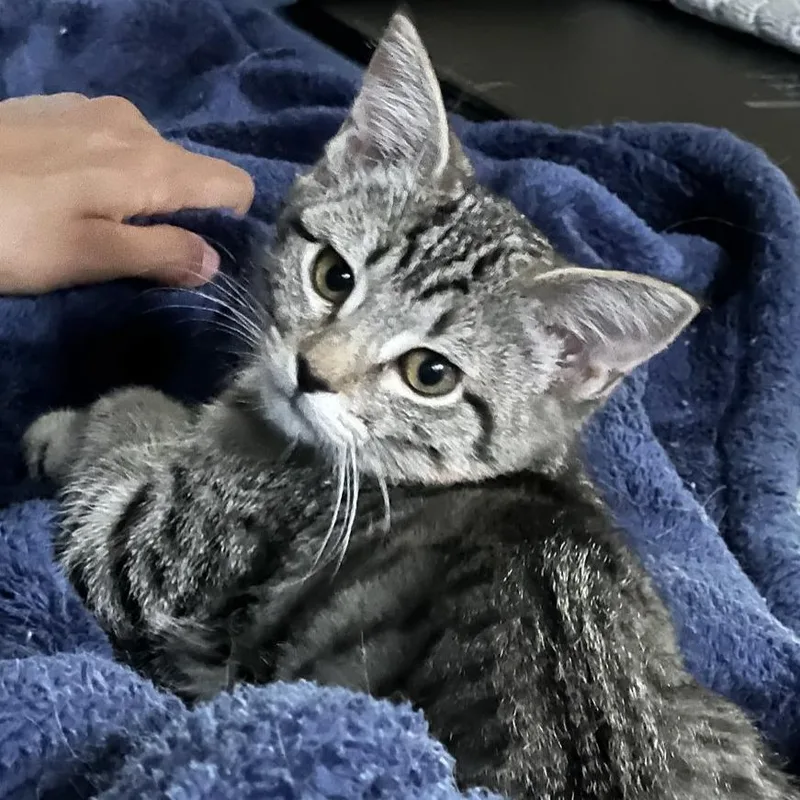 A baby small-sized female Domestic Short Hair cat named Wildflower for adoption in Laramie, WY