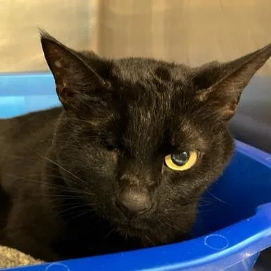 A senior medium-sized female Black Domestic Short Hair cat named Naomi for adoption in West Palm Beach, FL