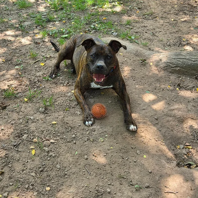 An adult large-sized male Brindle Pit Bull Terrier dog named Snickers for adoption in Dillsburg, PA