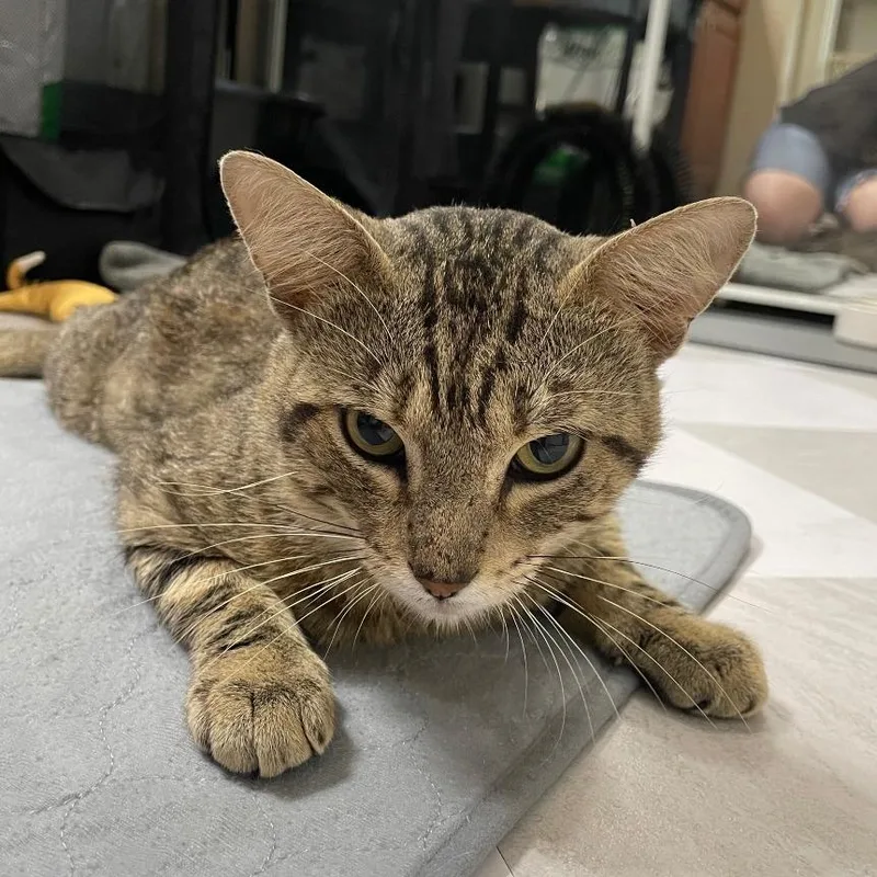 Franklin