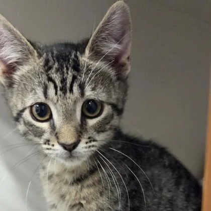 A baby small-sized female Domestic Short Hair cat named Squeak for adoption in Voorhees, NJ