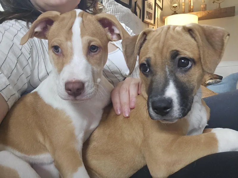 A baby medium-sized female Yellow / Tan / Blond / Fawn Rhodesian Ridgeback dog named Arya for adoption in Oroville , CA