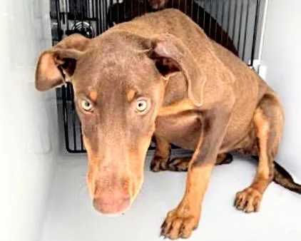 A young medium-sized female Doberman Pinscher dog named A for adoption in Houston, TX