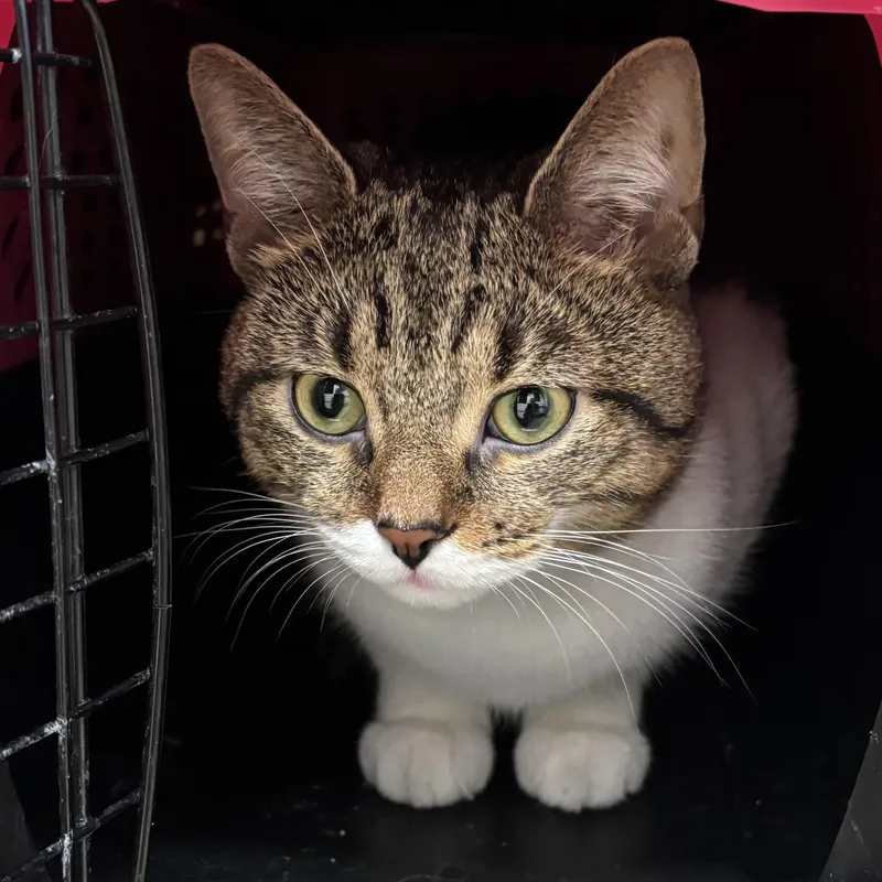An adult medium-sized male Tabby (Buff / Tan / Fawn) Domestic Short Hair cat named Roger for adoption in Evanston, IL