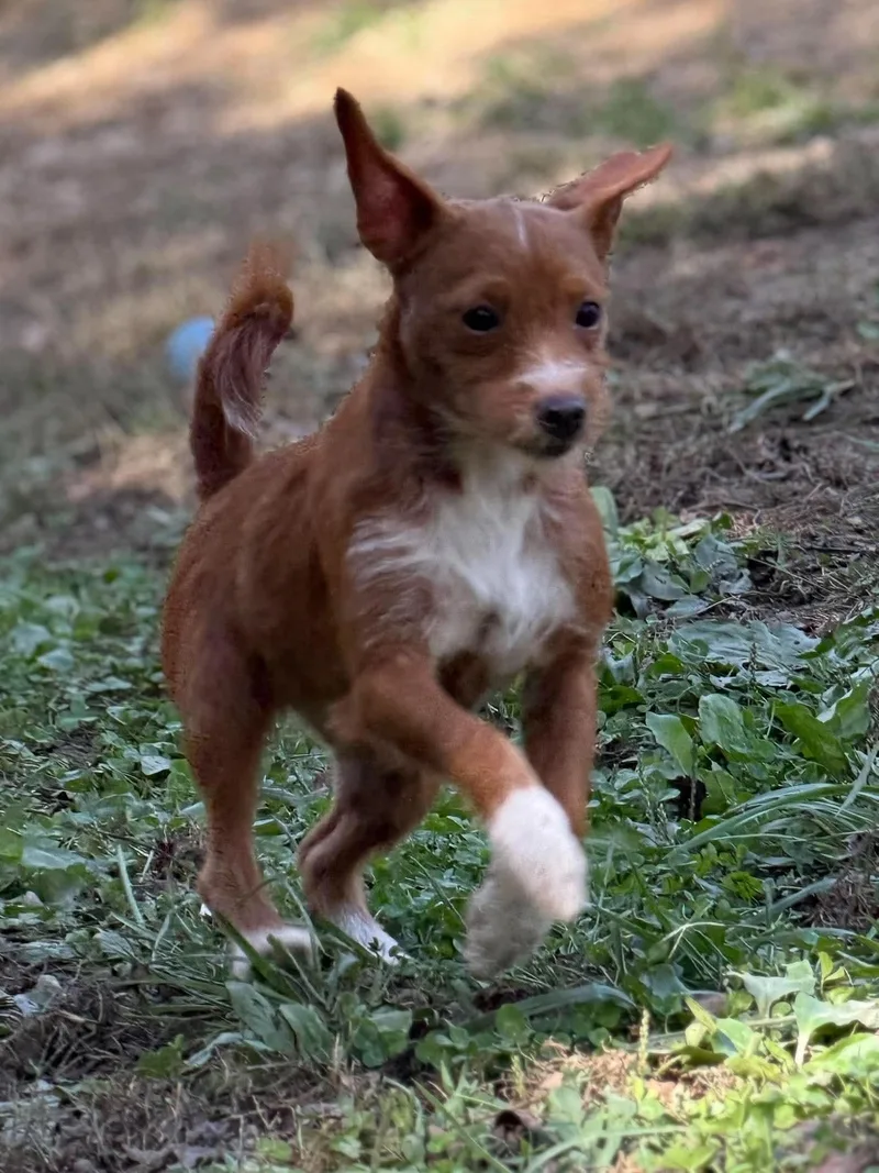 A young small-sized female Jack Russell Terrier dog named Ginger for adoption in Wheelersburg, OH