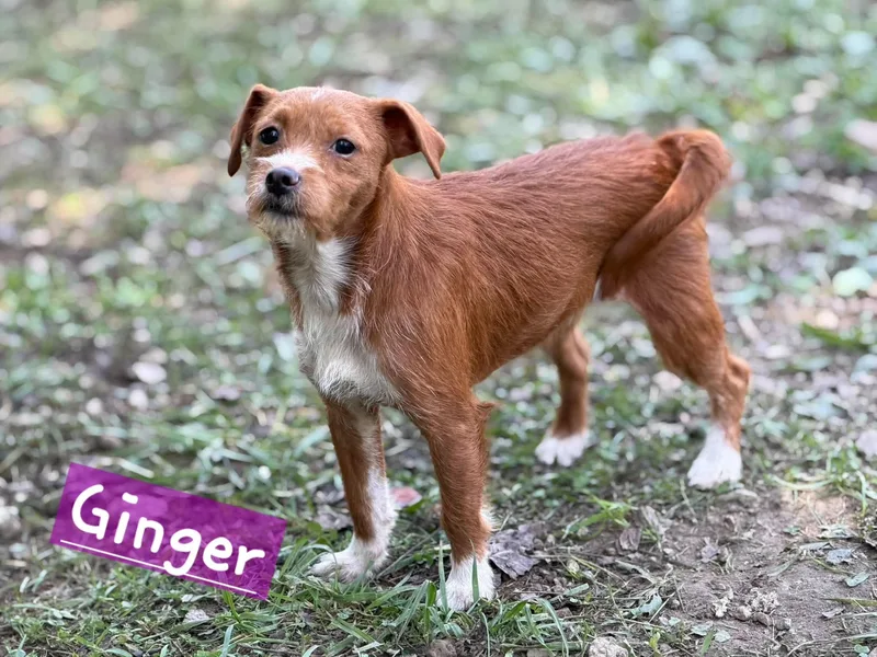 Ginger thumbnail 5