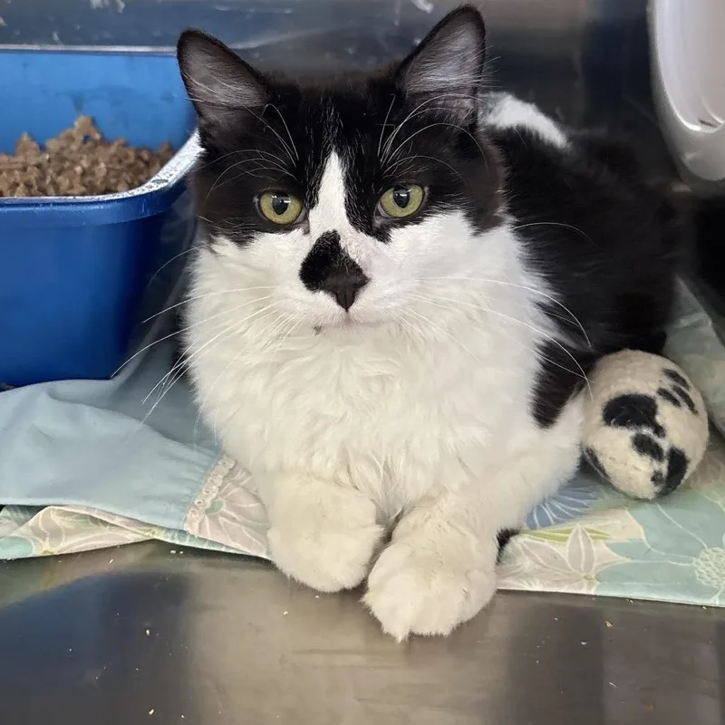 An adult medium-sized male Black Domestic Medium Hair cat named Kronk for adoption in Branford, CT