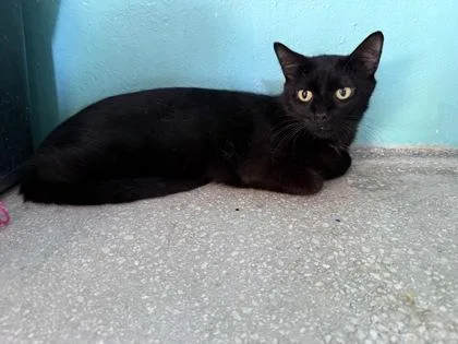 An adult medium-sized female Black Domestic Short Hair cat named Liery for adoption in Key West, FL