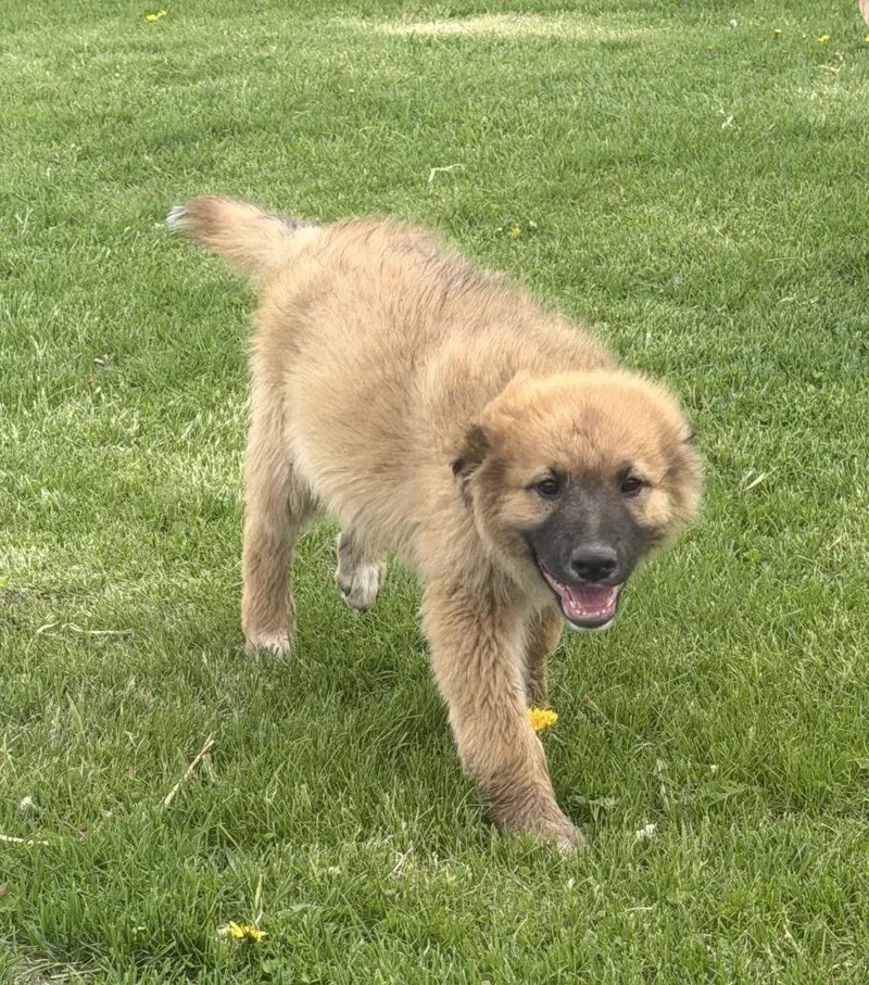 A baby large-sized male Saint Bernard dog named Smithton for adoption in Hindsboro, IL