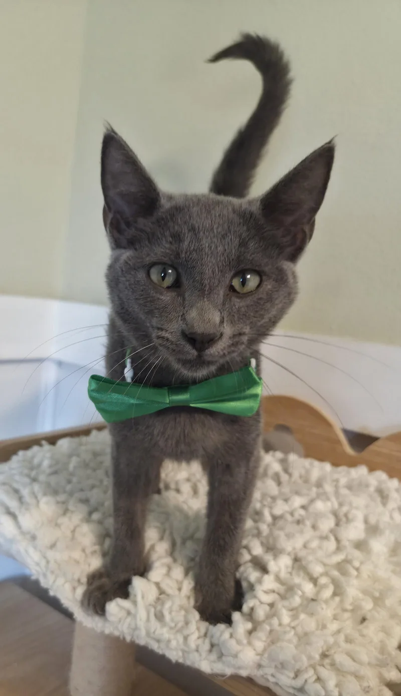 A baby medium-sized male Gray / Blue / Silver Domestic Short Hair cat named Waldo for adoption in Magnolia Springs, AL