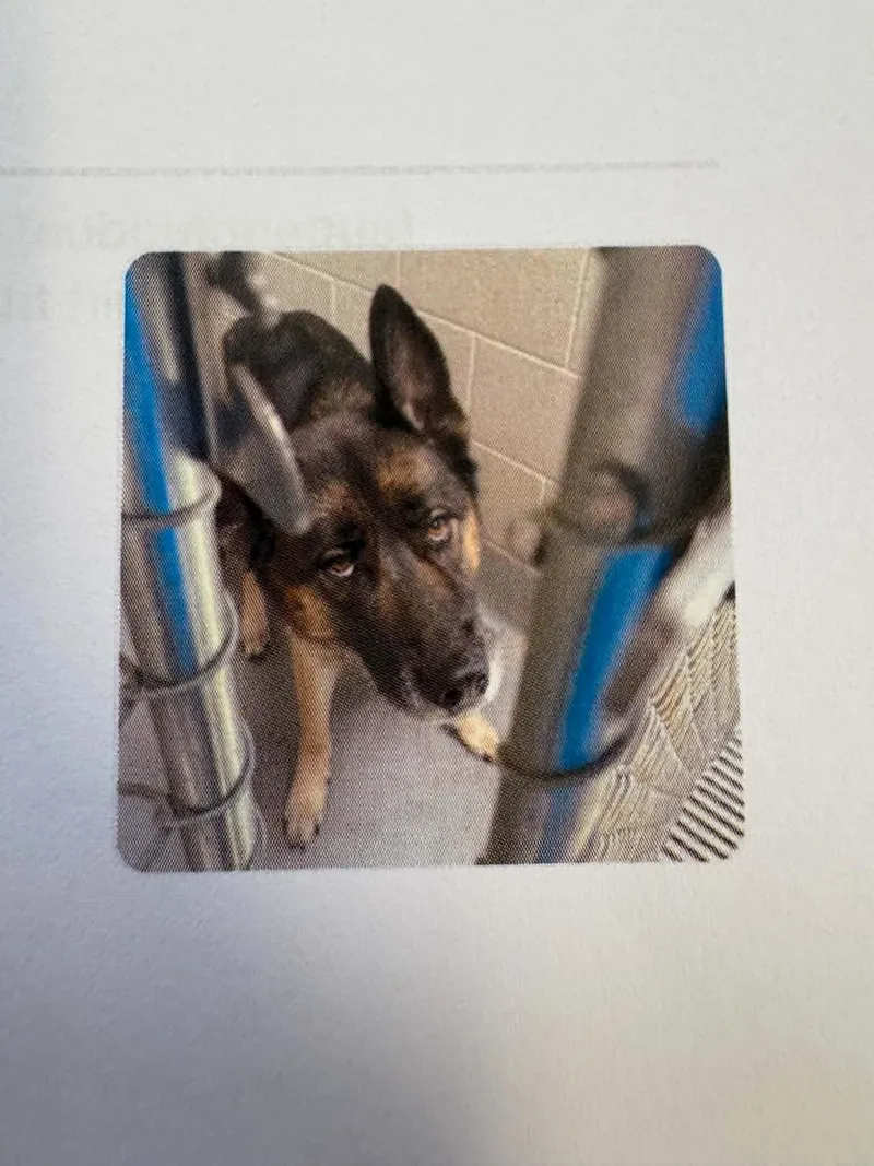 An adult large-sized male German Shepherd Dog dog named Oliver for adoption in Georgetown, OH