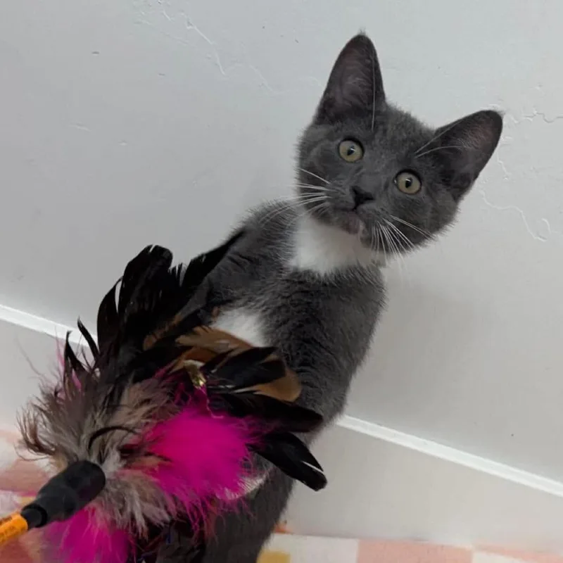 A baby small-sized female Gray / Blue / Silver Domestic Short Hair cat named Scone for adoption in Sunnyvale, CA