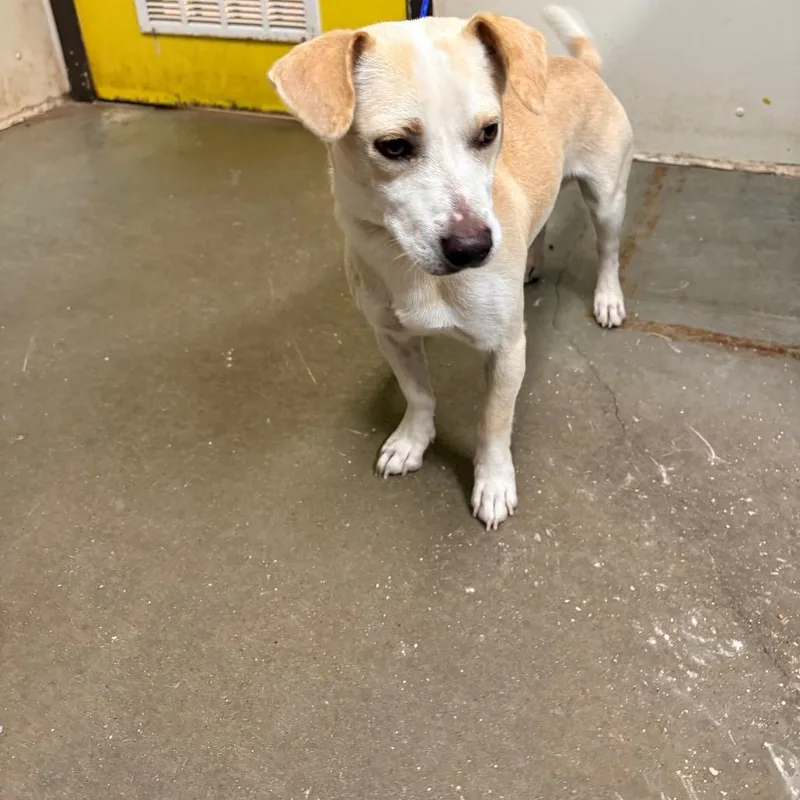 A young small-sized male White / Cream Terrier dog named Banjo for adoption in Bryan, TX