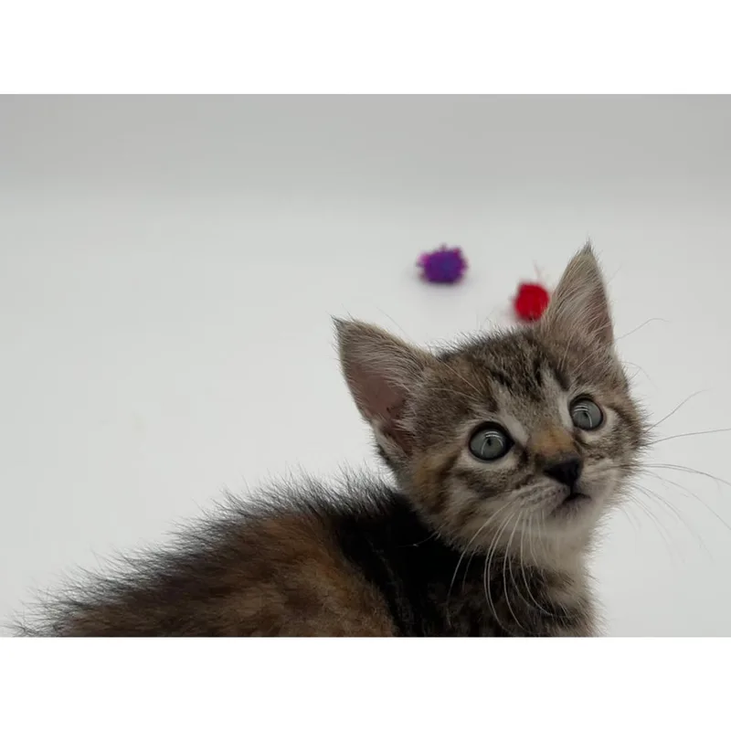A baby medium-sized female Tabby (Brown / Chocolate) Tabby cat named Clara for adoption in Morgan Hill, CA