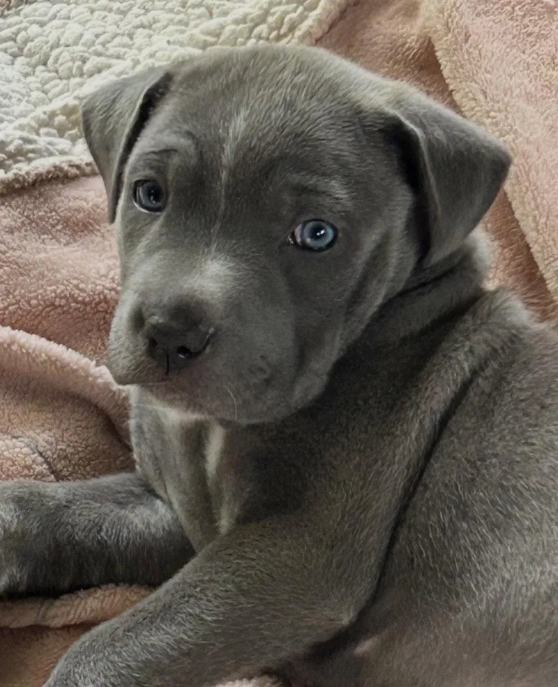 A baby large-sized female Pit Bull Terrier dog named Chipotle Lonestar for adoption in Rockaway, NJ