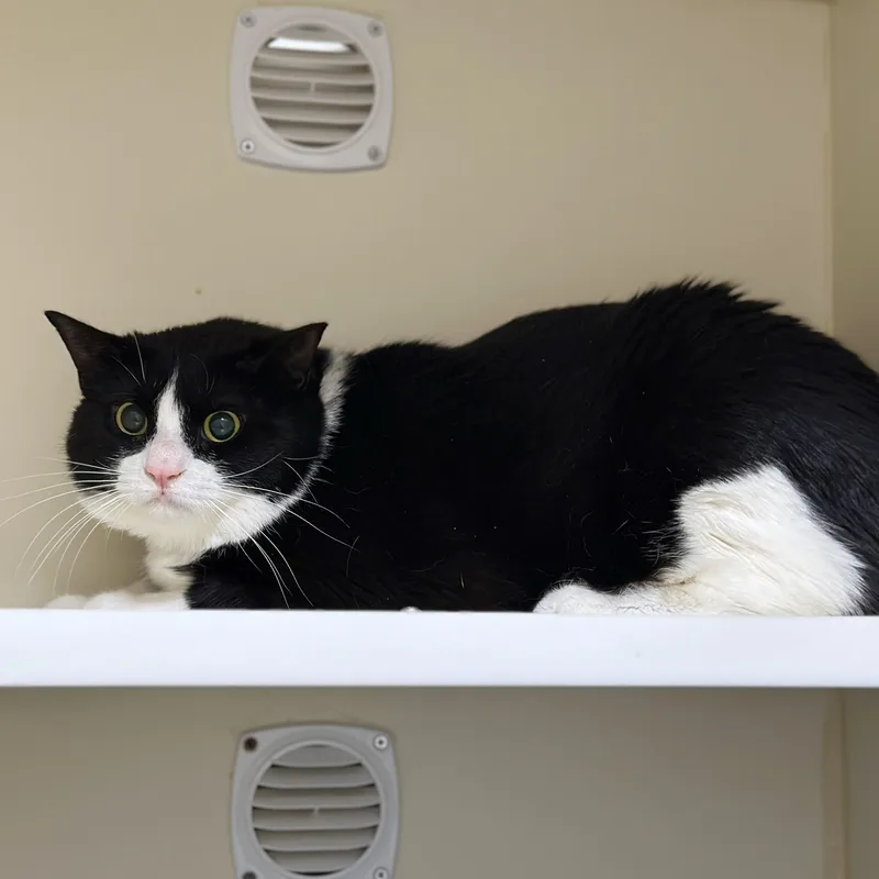An adult medium-sized female Black & White / Tuxedo Domestic Short Hair cat named Miss Musketeer for adoption in Victor, NY