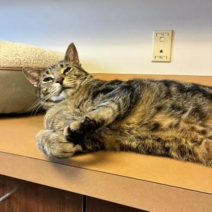 Spiderman thumbnail 2