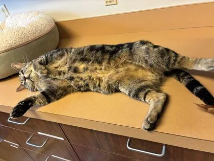 Spiderman thumbnail 3