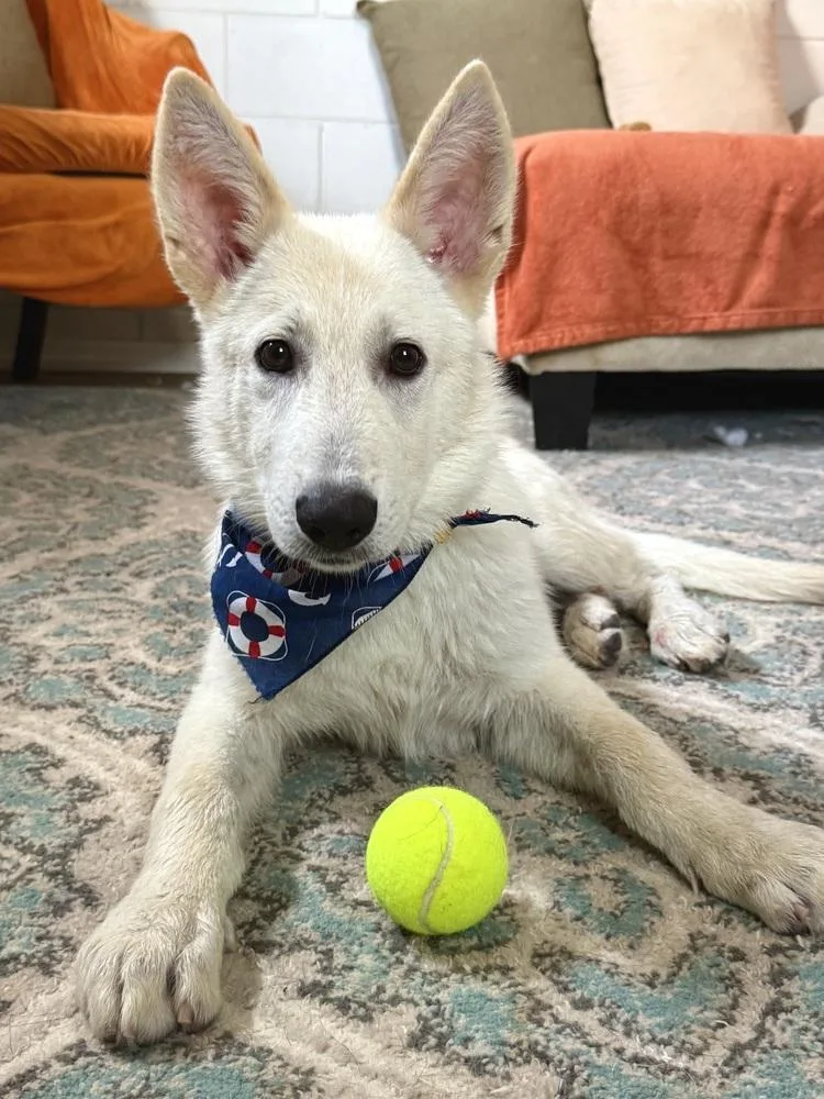A baby large-sized male White / Cream German Shepherd Dog dog named Ghost for adoption in San Leon, TX