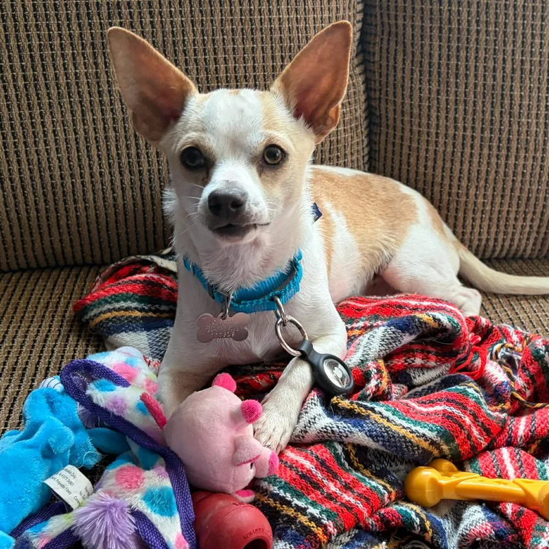 A young small-sized male White / Cream Mixed Breed dog named Radish for adoption in Skokie, IL