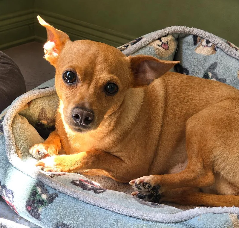An adult small-sized male Chihuahua dog named Sweetheart for adoption in Fallbrook, CA