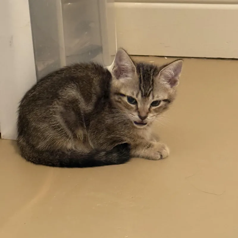 A baby medium-sized male Tabby (Brown / Chocolate) Domestic Medium Hair cat named Wadleigh Ort for adoption in Missouri City, TX